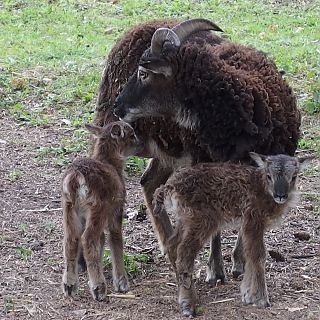 Schloss Höfling, Familie Soay Schaf