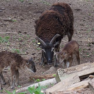 Schloss Höfling, Familie Soay Schaf