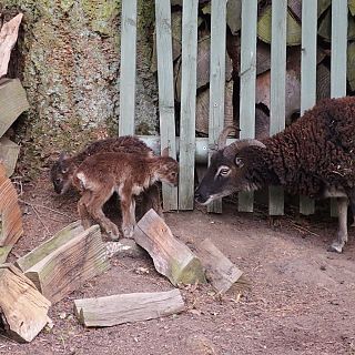 Schloss Höfling, Familie Soay Schaf