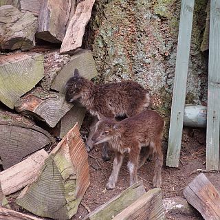 Schloss Höfling, Familie Soay Schaf