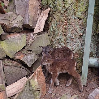 Schloss Höfling, Familie Soay Schaf