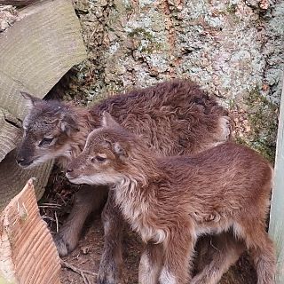 Schloss Höfling, Familie Soay Schaf