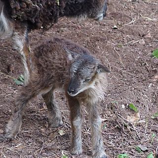 Schloss Höfling, Familie Soay Schaf