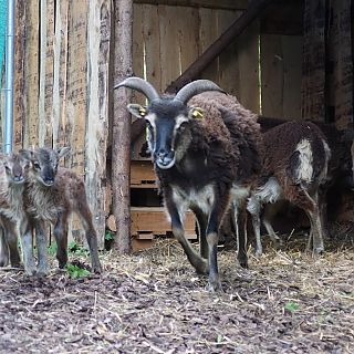 Schloss Höfling, Familie Soay Schaf