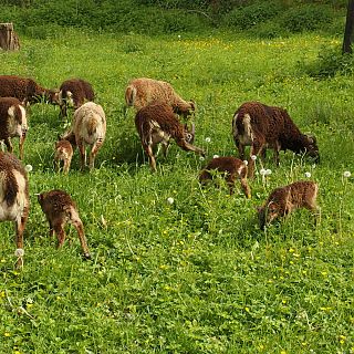 Schloss Höfling, Familie Soay Schaf