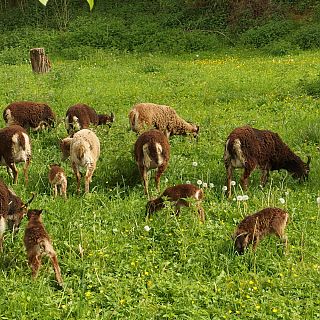Schloss Höfling, Familie Soay Schaf