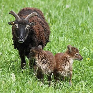 Schloss Höfling, Familie Soay Schaf