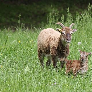 Schloss Höfling, Familie Soay Schaf