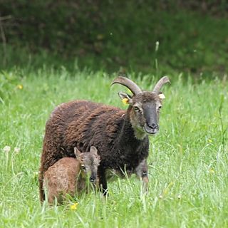 Schloss Höfling, Familie Soay Schaf