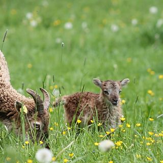 Schloss Höfling, Familie Soay Schaf