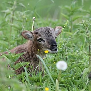 Schloss Höfling, Familie Soay Schaf