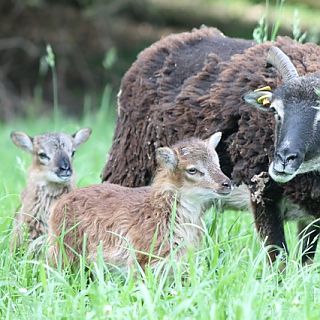 Schloss Höfling, Familie Soay Schaf