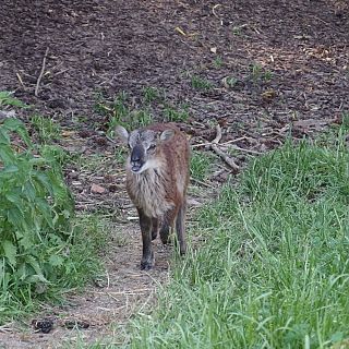 Schloss Höfling, Familie Soay Schaf