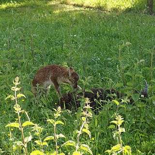 Schloss Höfling, Familie Soay Schaf