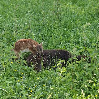 Schloss Höfling, Familie Soay Schaf