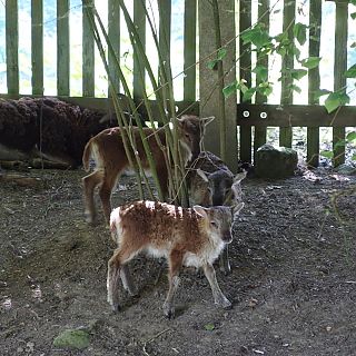 Schloss Höfling, Familie Soay Schaf