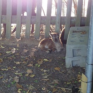 Schloss Höfling, Familie Soay Schaf