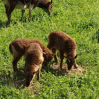 Schloss Höfling, Familie Soay Schaf
