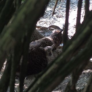 Schloss Höfling, Familie Soay Schaf