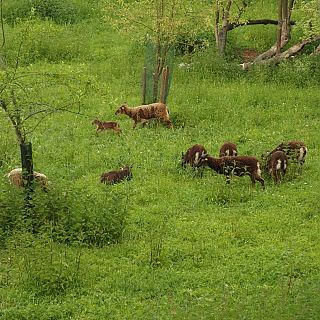 Schloss Höfling, Familie Soay Schaf