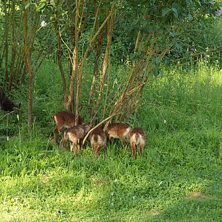 Schloss Höfling, Familie Soay Schaf