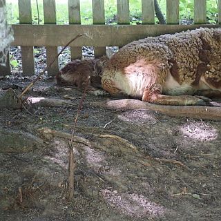 Schloss Höfling, Familie Soay Schaf