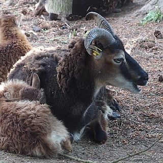 Schloss Höfling, Familie Soay Schaf
