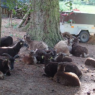 Schloss Höfling, Familie Soay Schaf