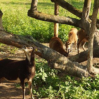Schloss Höfling, Familie Soay Schaf