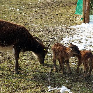 Schloss Höfling, Familie Soay Schaf