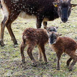 Schloss Höfling, Familie Soay Schaf