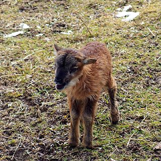 Schloss Höfling, Familie Soay Schaf