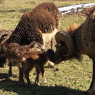 Schloss Höfling, Familie Soay Schaf