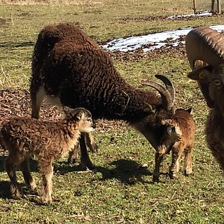 Schloss Höfling, Familie Soay Schaf
