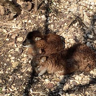 Schloss Höfling, Familie Soay Schaf