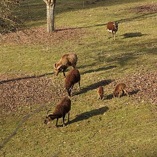 Höfling, Soayschafe
