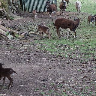 Schloss Höfling, Familie Soay Schaf