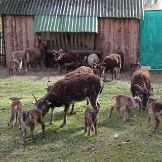 Schloss Höfling, Familie Soay Schaf