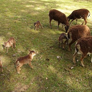 Schloss Höfling, Familie Soay Schaf