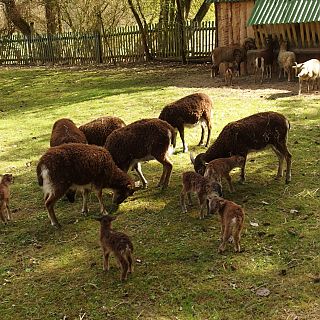 Schloss Höfling, Familie Soay Schaf