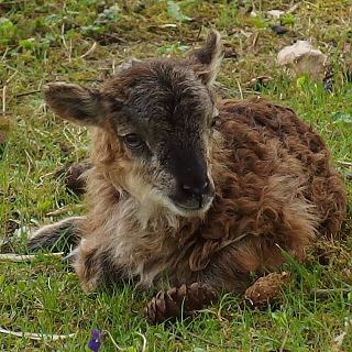 Schloss Höfling, Familie Soay Schaf