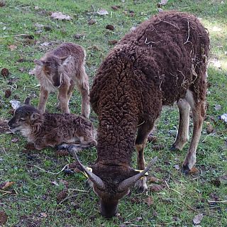 Schloss Höfling, Familie Soay Schaf