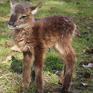 Schloss Höfling, Familie Soay Schaf