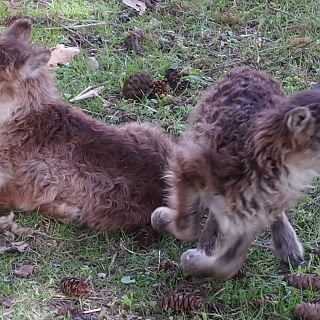Schloss Höfling, Familie Soay Schaf