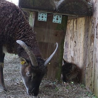 Schloss Höfling, Familie Soay Schaf
